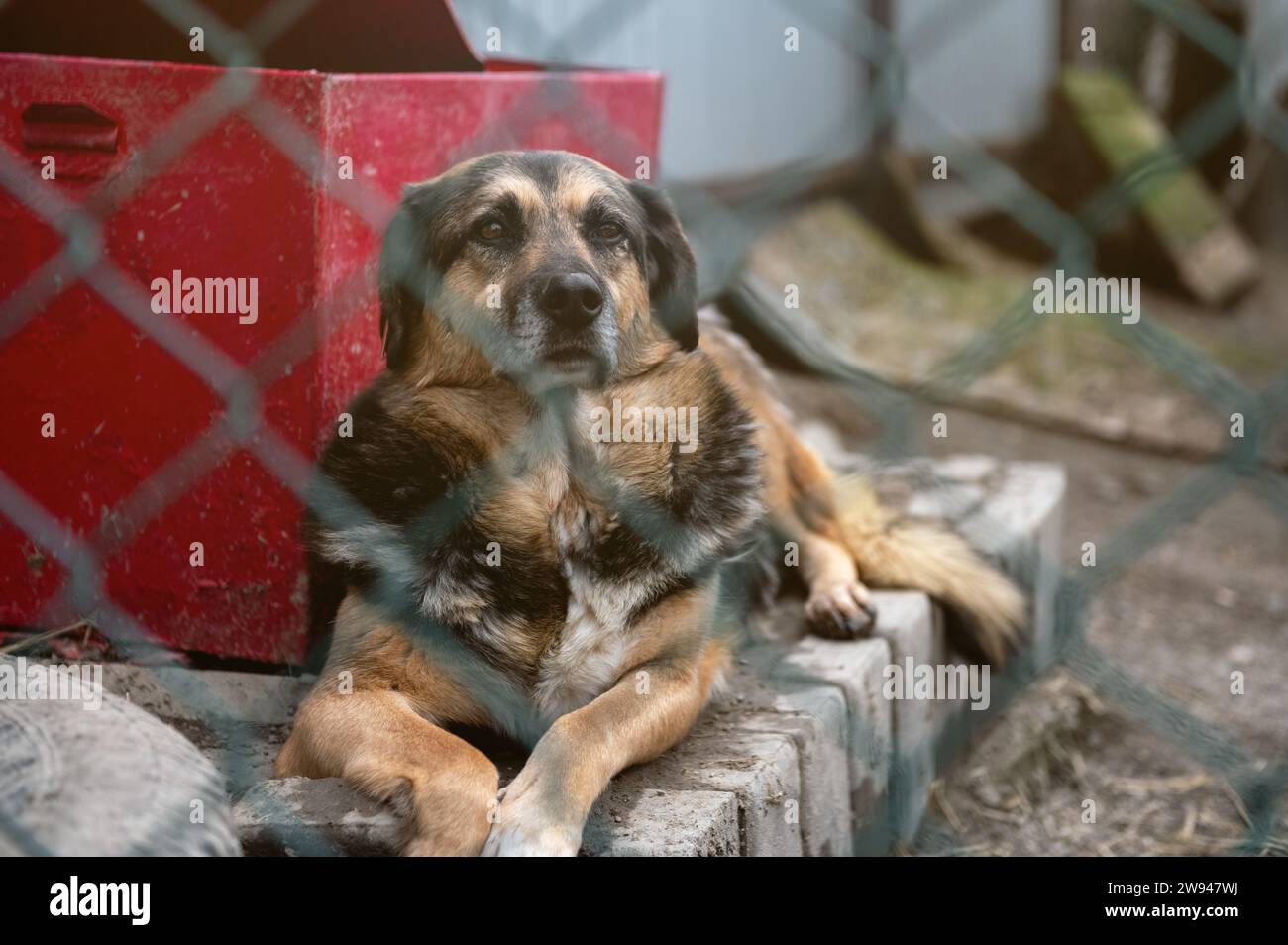 Perro callejero en refugio de animales esperando la adopción. Perro sin hogar en el refugio. Concepto de animales callejeros. Foto de stock