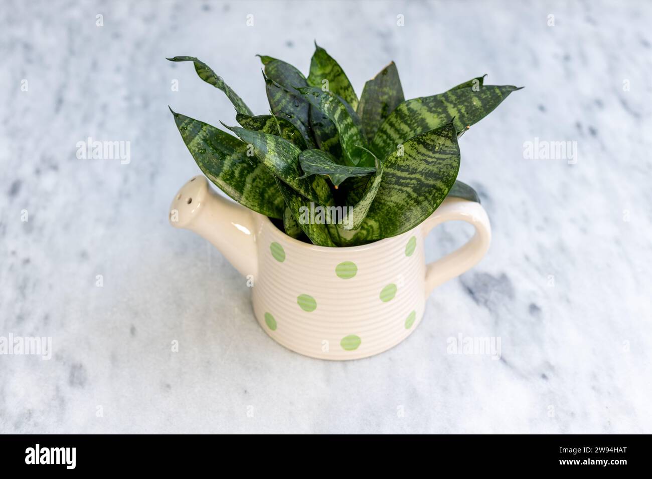 Planta enana sansevieria en olla de cerámica shap Foto de stock