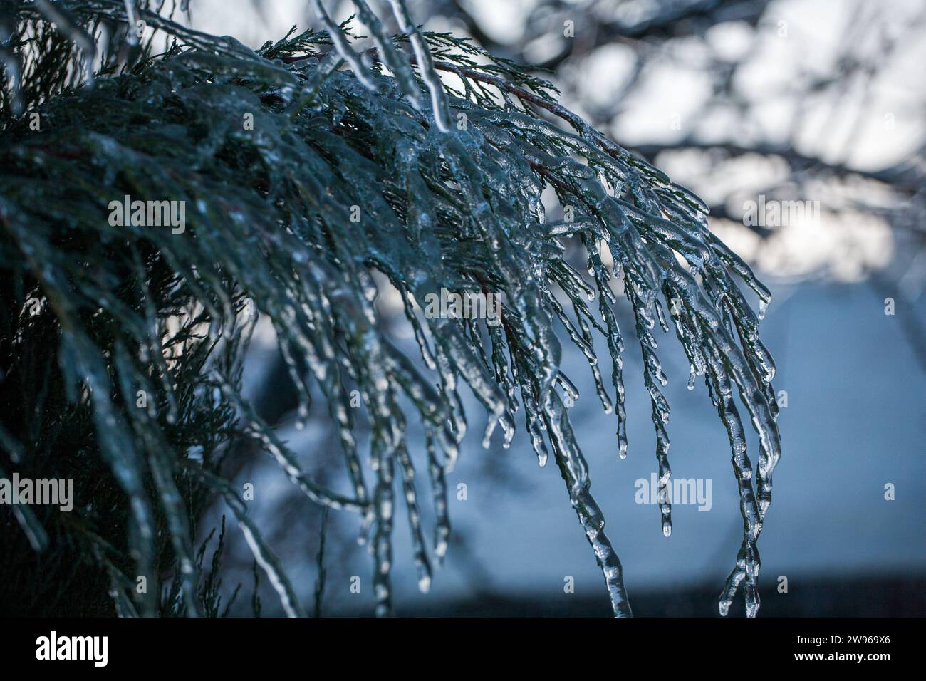 Frosty Spruce branches.Outdoor escena de heladas de fondo de invierno. Hermoso árbol glaseado en el mundo de las plantas y el cielo de la salida del sol. Helado, nevado, pintoresco Foto de stock