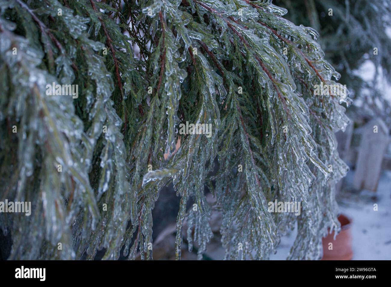 Frosty Spruce branches.Outdoor escena de heladas de fondo de invierno. Hermoso árbol glaseado en el mundo de las plantas y el cielo de la salida del sol. Helado, nevado, pintoresco Foto de stock