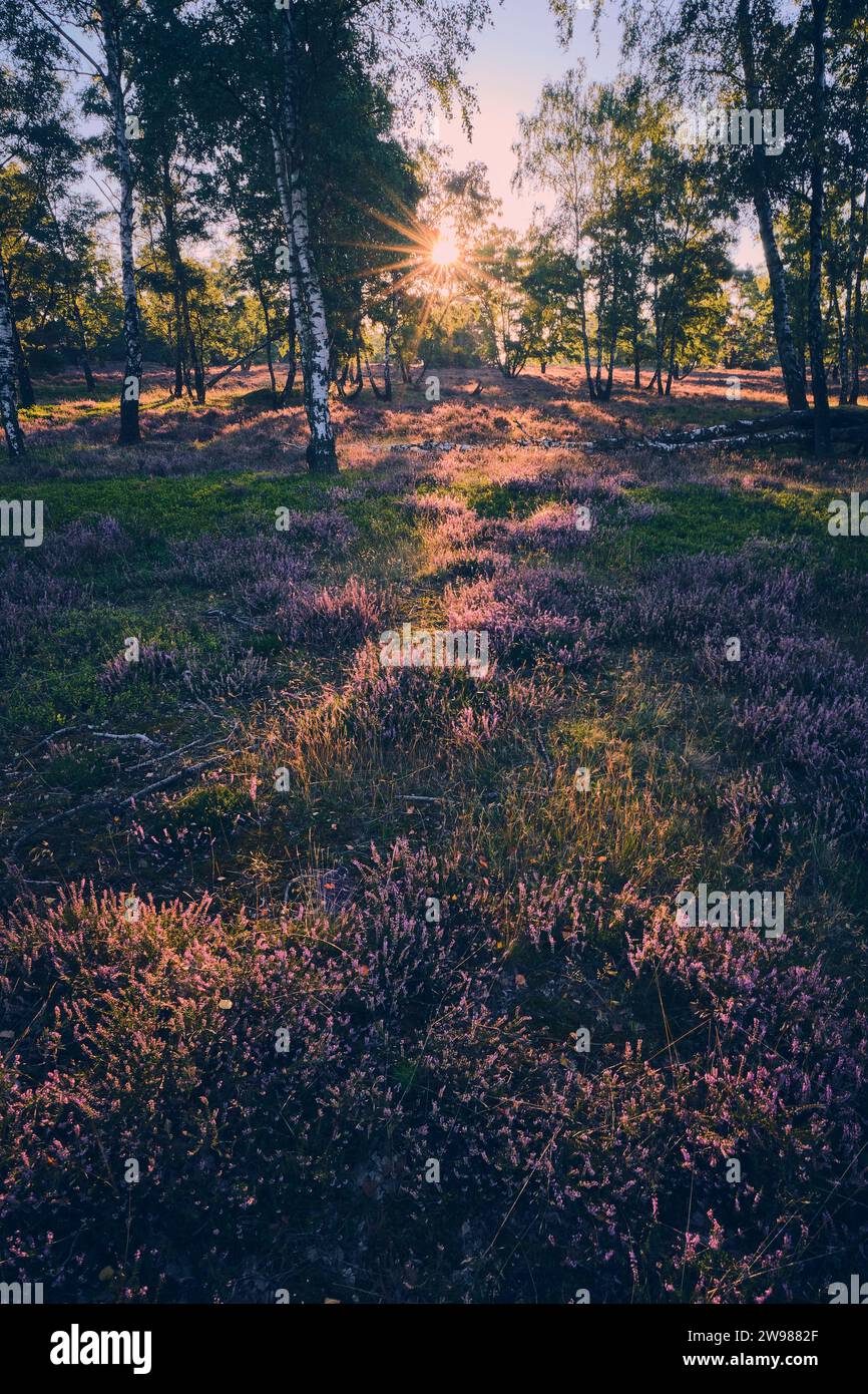 Amanecer en el Fischbeker Heide cerca de Hamburgo. Foto de alta calidad Foto de stock