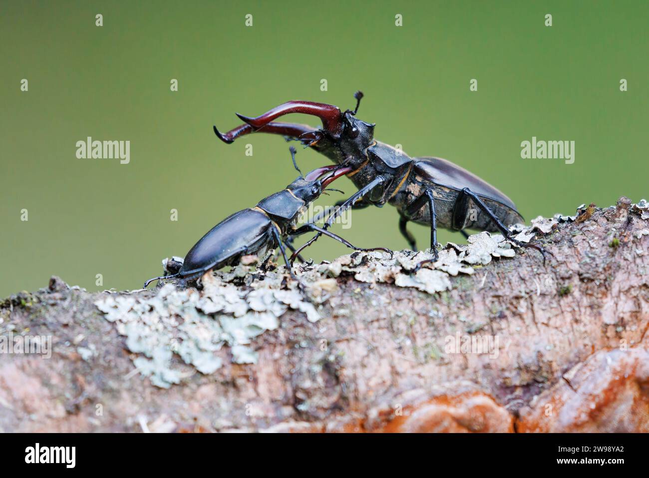 Un primer plano de dos escarabajos rinocerontes apareados en la corteza de una rama de árbol Foto de stock