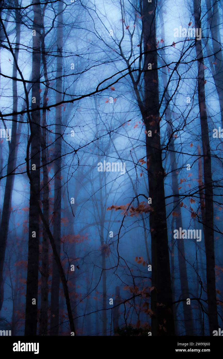 Bosque de invierno en un día de niebla, con árboles caídos, ramas desnudas y un estado de ánimo sombrío. Foto de stock