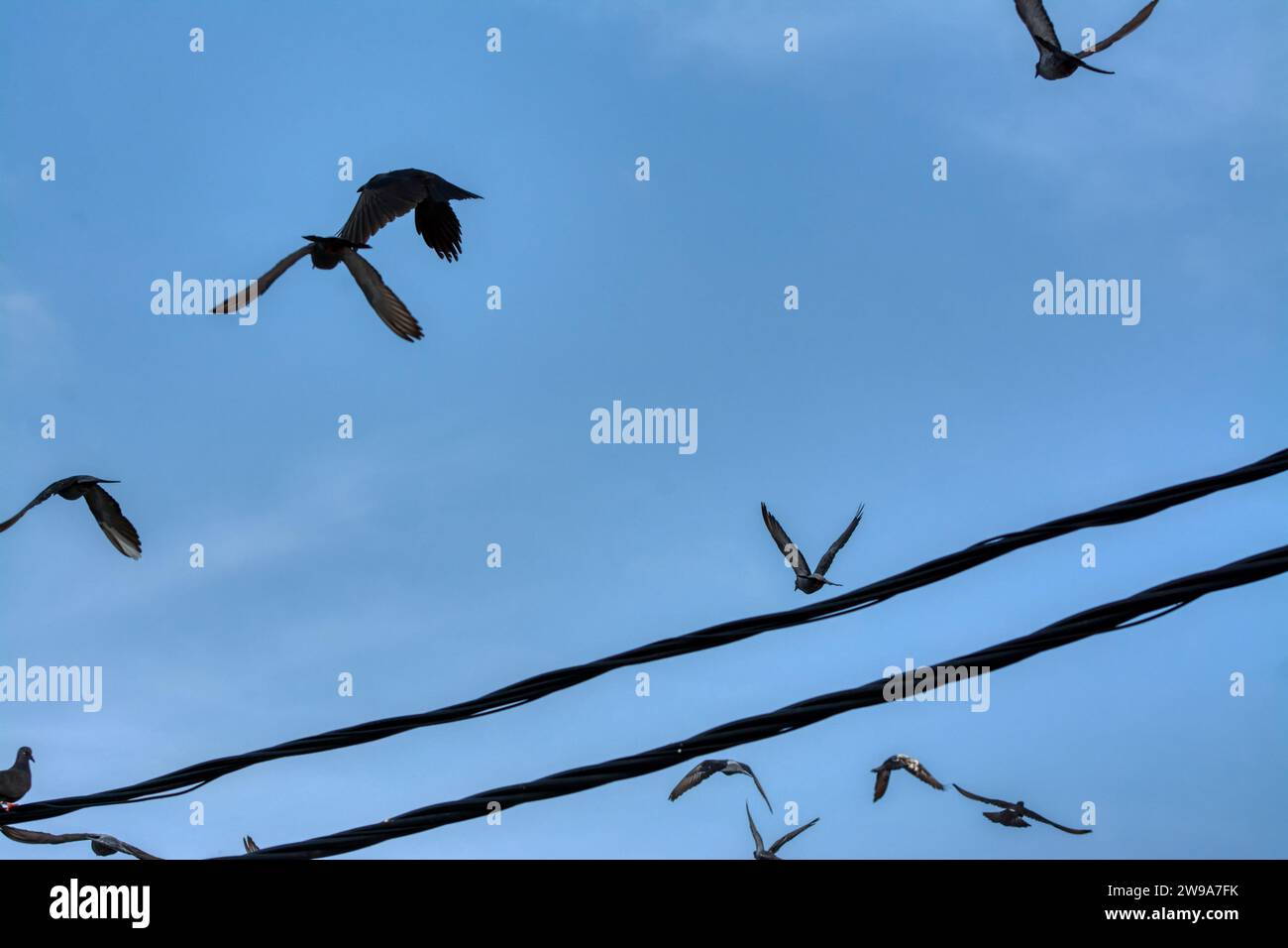 actividades de paloma salvaje y cuervo volando alrededor del poste de cable de la calle eléctrica. Foto de stock