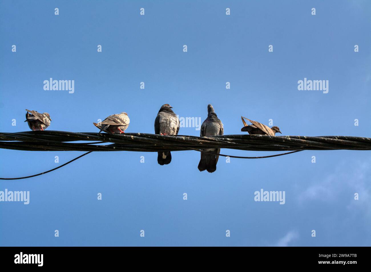 actividades de paloma salvaje y cuervo volando alrededor del poste de cable de la calle eléctrica. Foto de stock