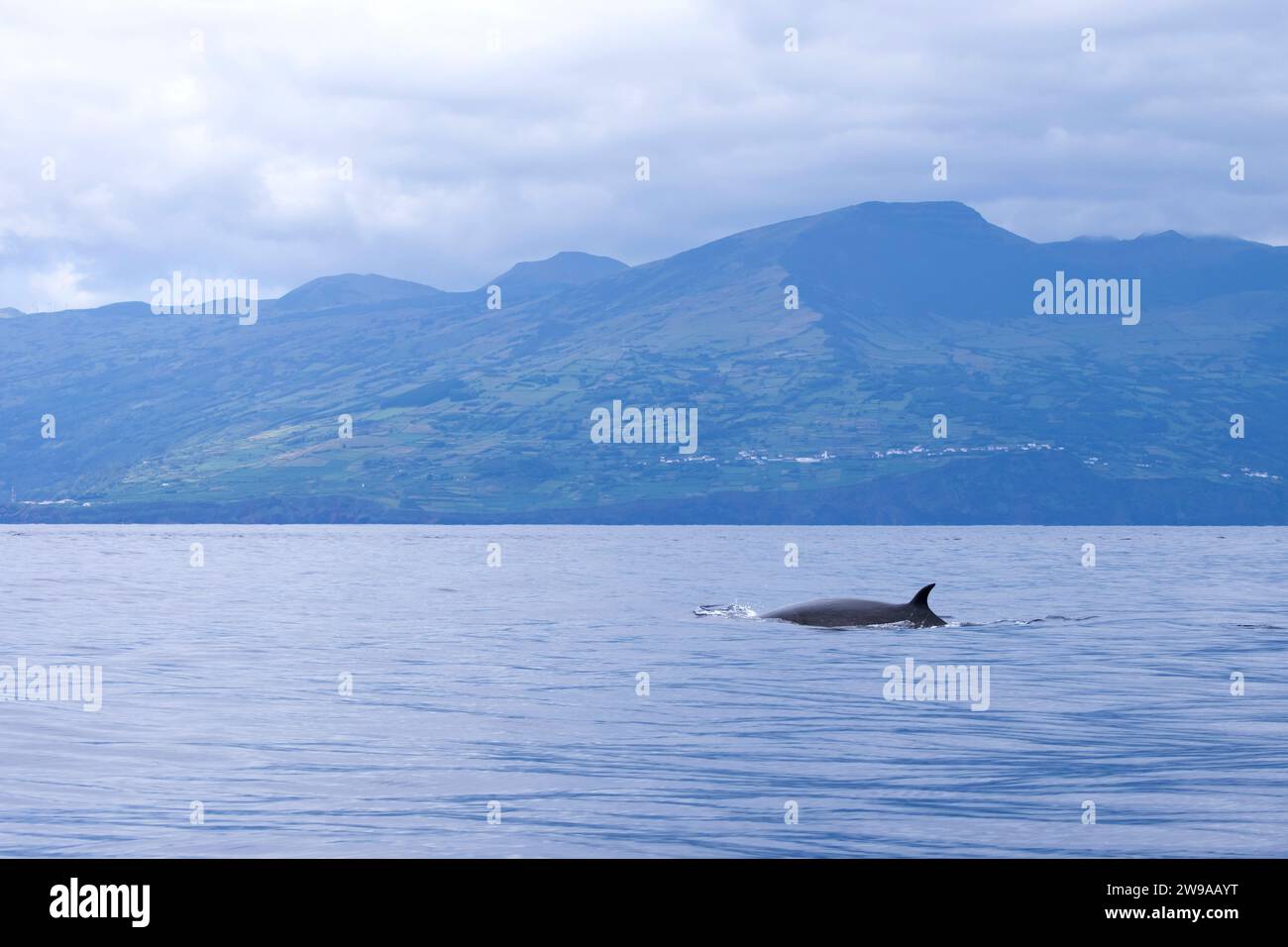 SEI Whale (Balaenoptera borealis) en las Azores, Portugal Foto de stock