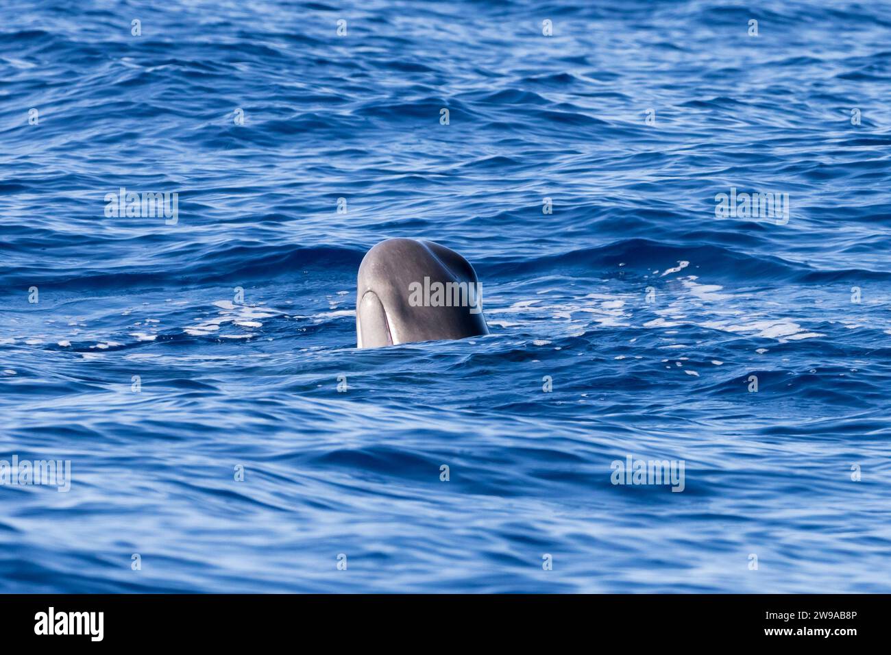 Esperma de ballena (Physeter macrocephalus) spyhopping de ternera, Pico de las Azores, Portugal Foto de stock