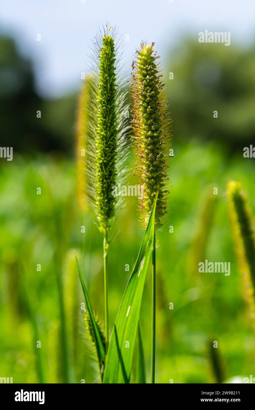 Setaria crece en el campo en la naturaleza. Foto de stock