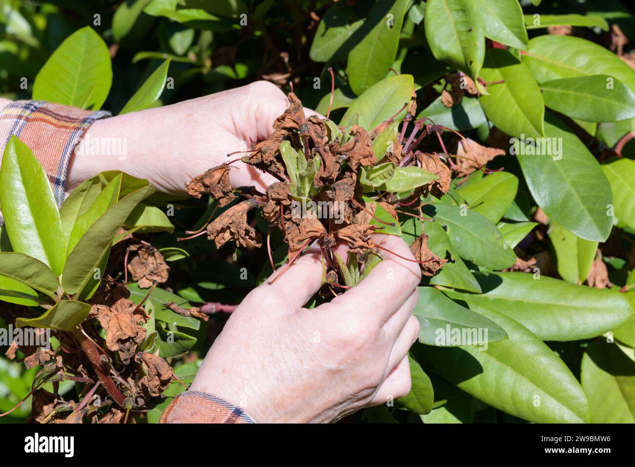 Manos de hembra madura en el jardín para eliminar las flores muertas de rododendro Foto de stock