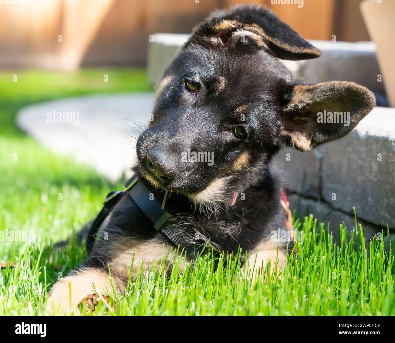 Cachorro de pastor alemán joven más lindo practicando su cabeza inclinada, orejas floppy, haciendo contacto con los ojos, con el sol en su cara. Foto de stock
