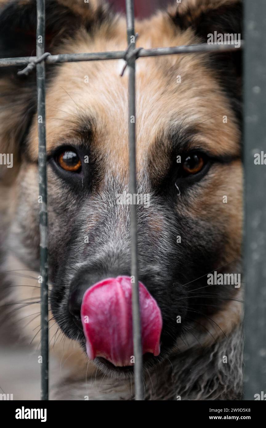 Perro callejero en refugio de animales esperando la adopción. Perro sin hogar en el refugio. Concepto de animales callejeros. Foto de stock