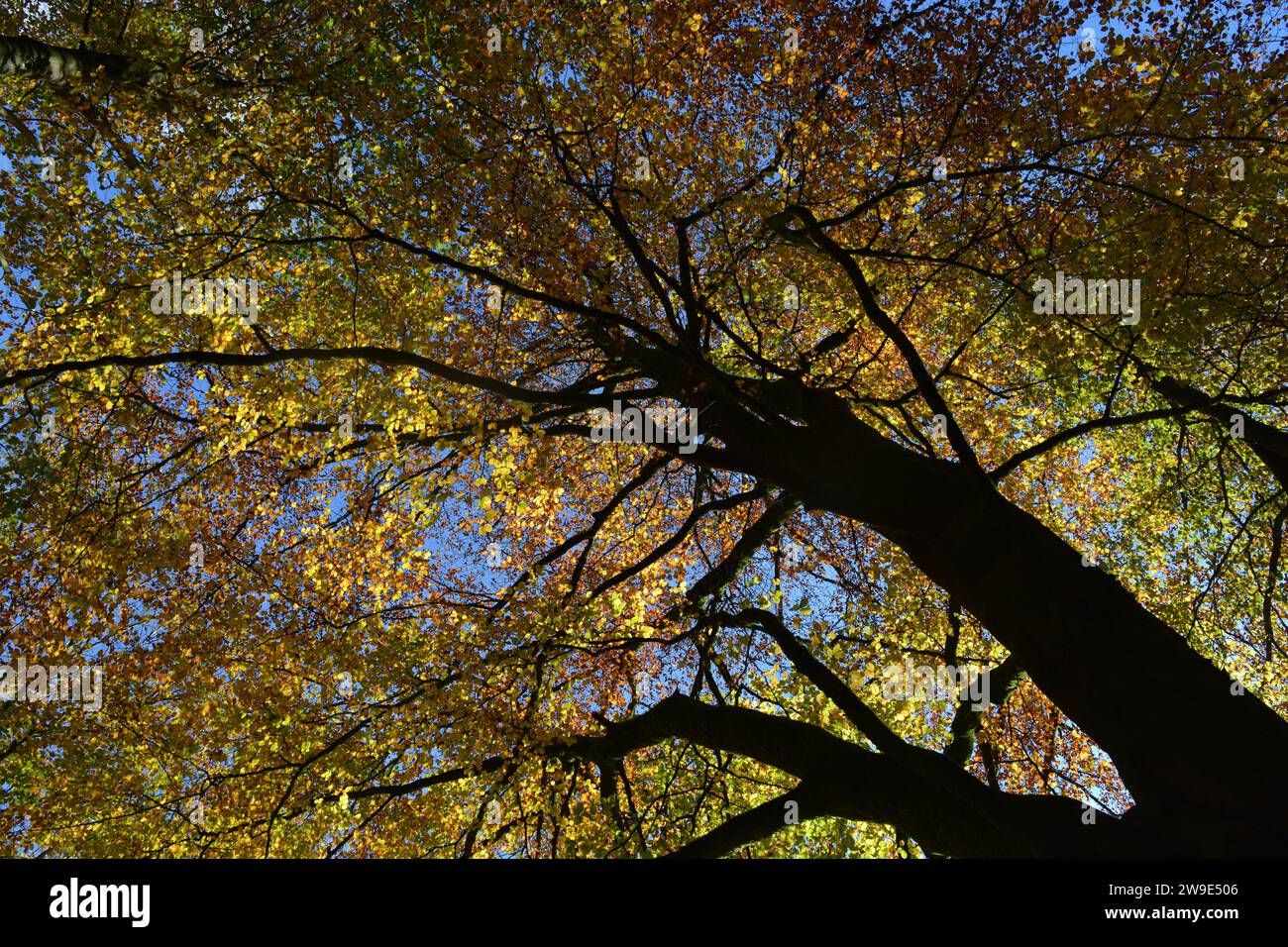 árbol de otoño, gran angular, punto de vista de ángulo bajo Foto de stock