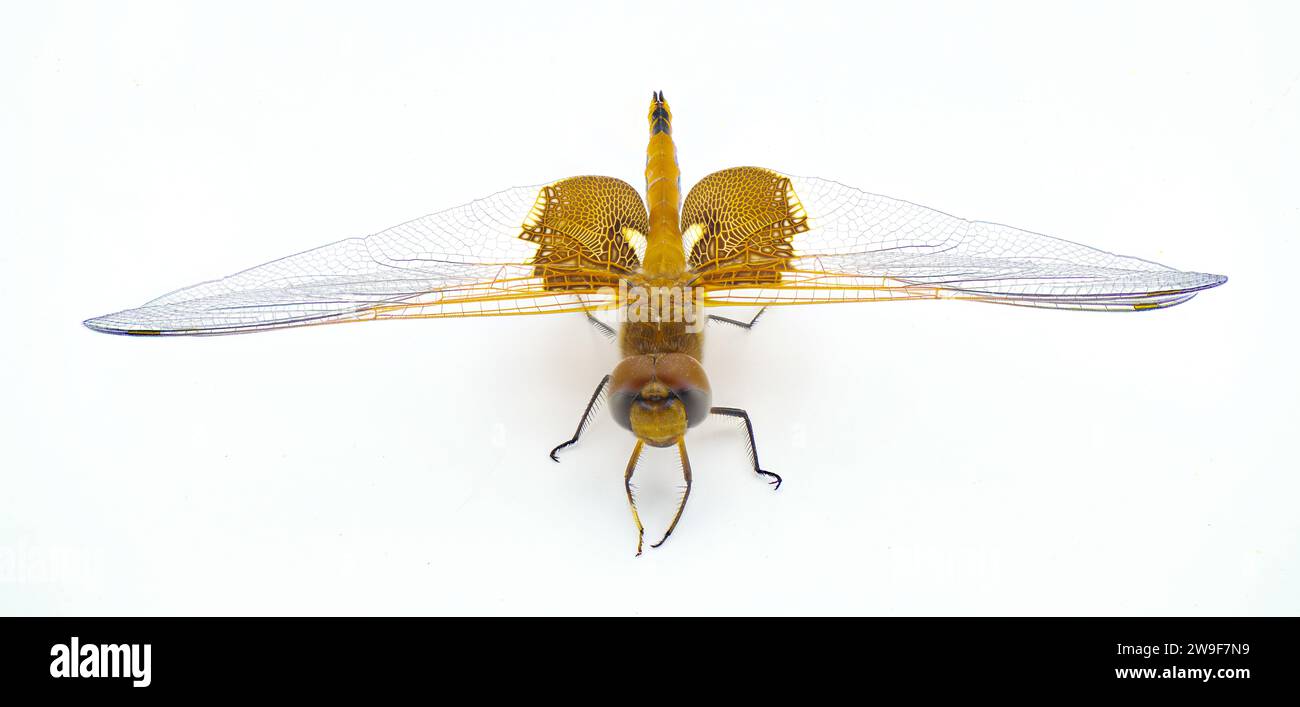 Alforjas Carolina libélula o mosca del dragón - Tramea carolina - un insecto volador común durante las horas del día de verano. Extremo detalle macro shot es Foto de stock