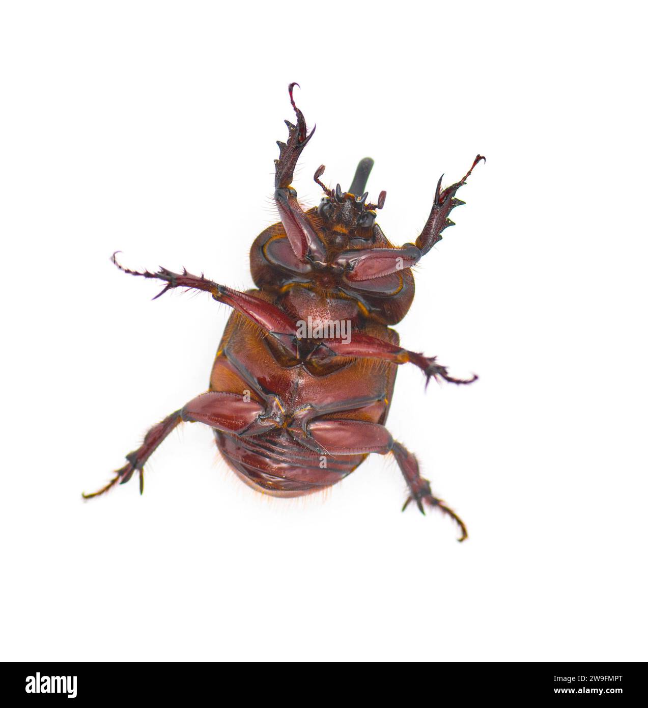 Gran macho adulto Escarabajo del Búfalo o escarabajo del elefante - Strategus aloeus mostrando tres cuernos. Aislado sobre fondo blanco vista ventral inferior Foto de stock