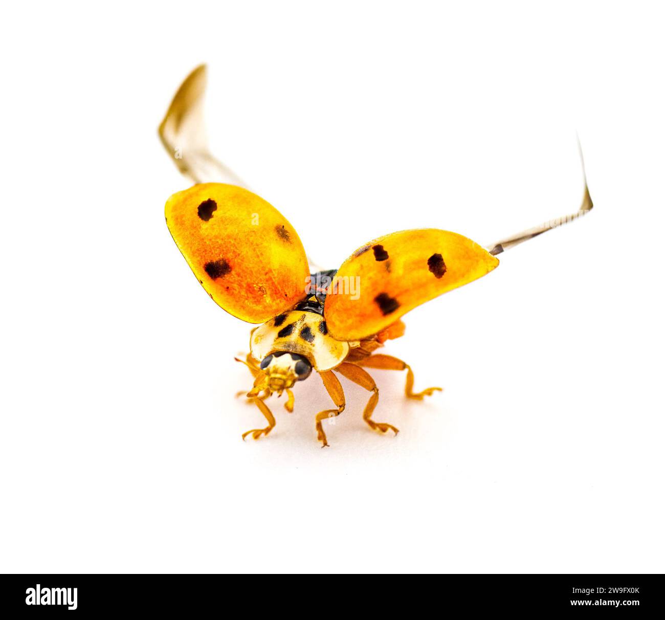 Escarabajo de mariquita, escarabajo de la señora asiática, insecto de la señora - Harmonia axyridis - alas de la cáscara naranja abiertas preparándose listo para el vuelo aislado sobre fondo blanco Foto de stock