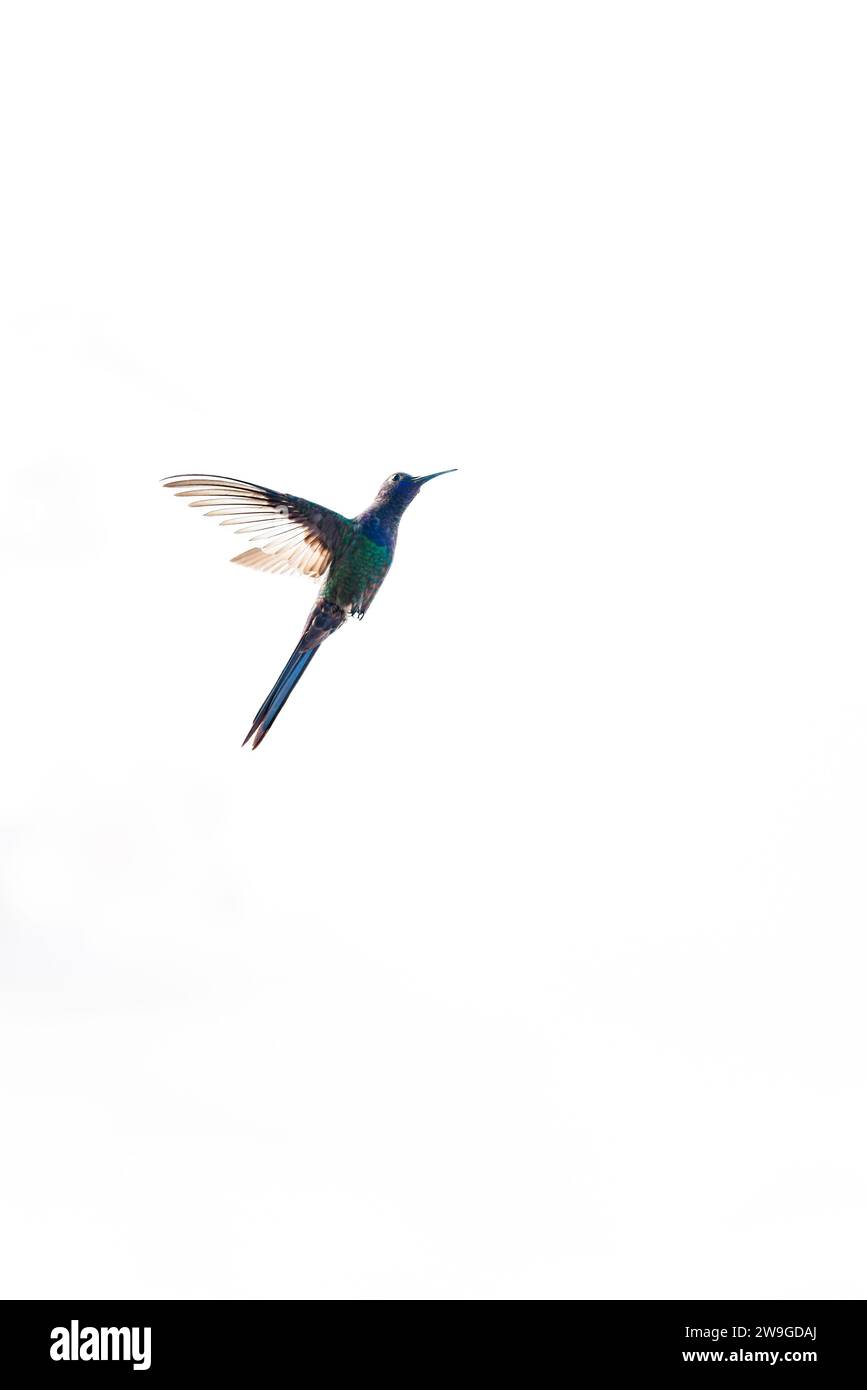 Majestuoso colibrí flotando en un espacio blanco aislado Foto de stock