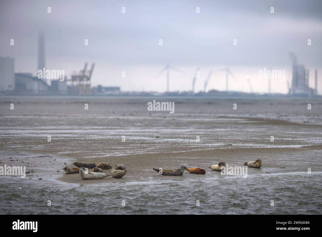 Bob de las focas descansando en el banco de arena en la isla de Fano, con el puerto de Esbjerg en el fondo, Dinamarca Foto de stock