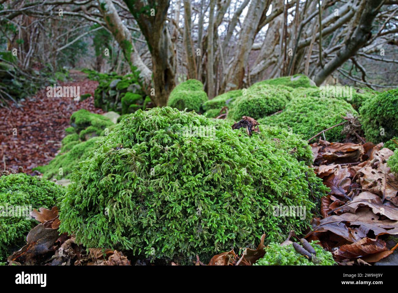 Isothecium myosuroides (musgo delgado de la cola de ratón) crece abundantemente tanto en las rocas como en los árboles. Es nativo de América del Norte y partes de Europa Occidental. Foto de stock