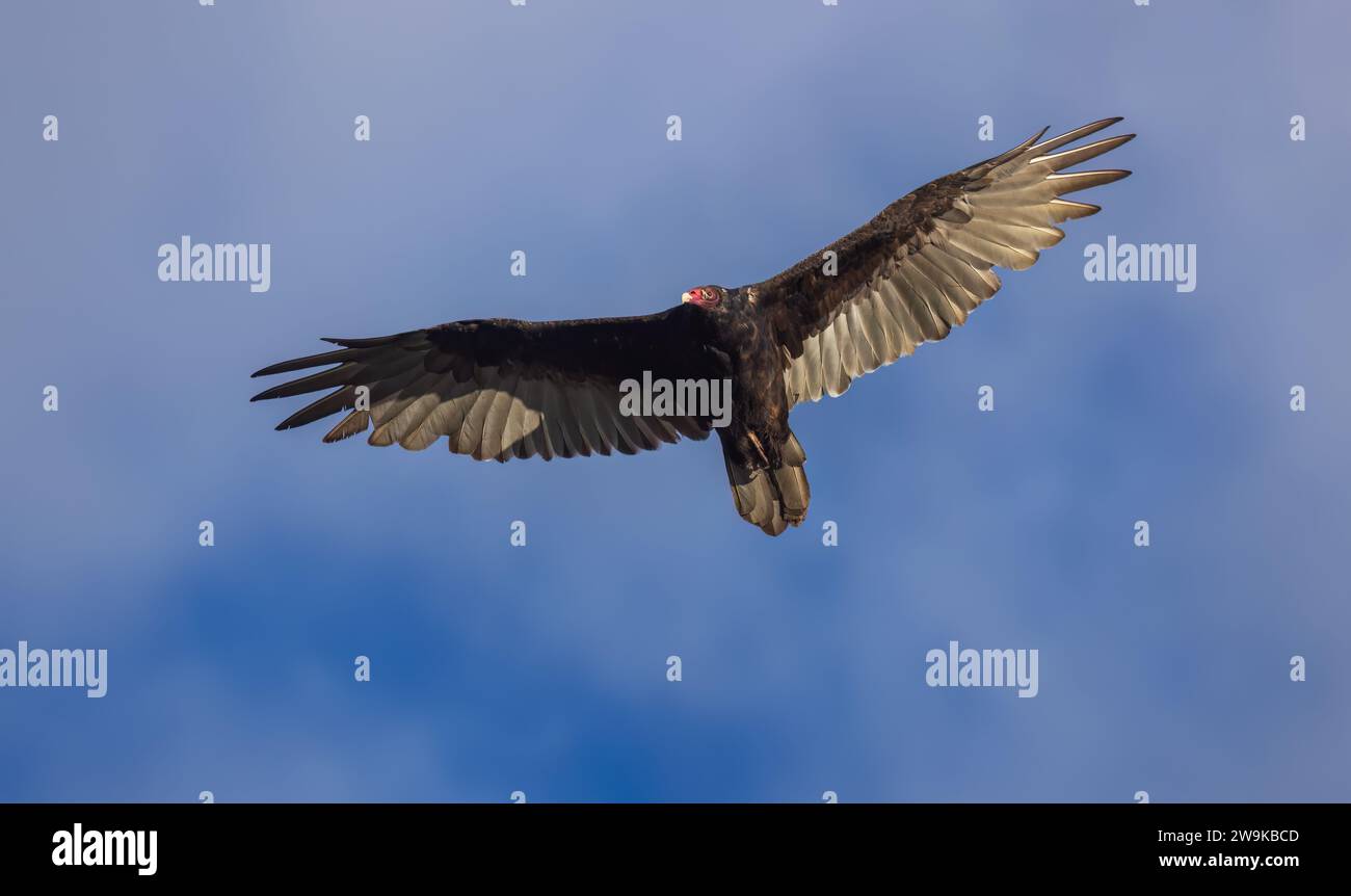 Buitre de Turquía volando por encima en el norte de Wisconsin. Foto de stock
