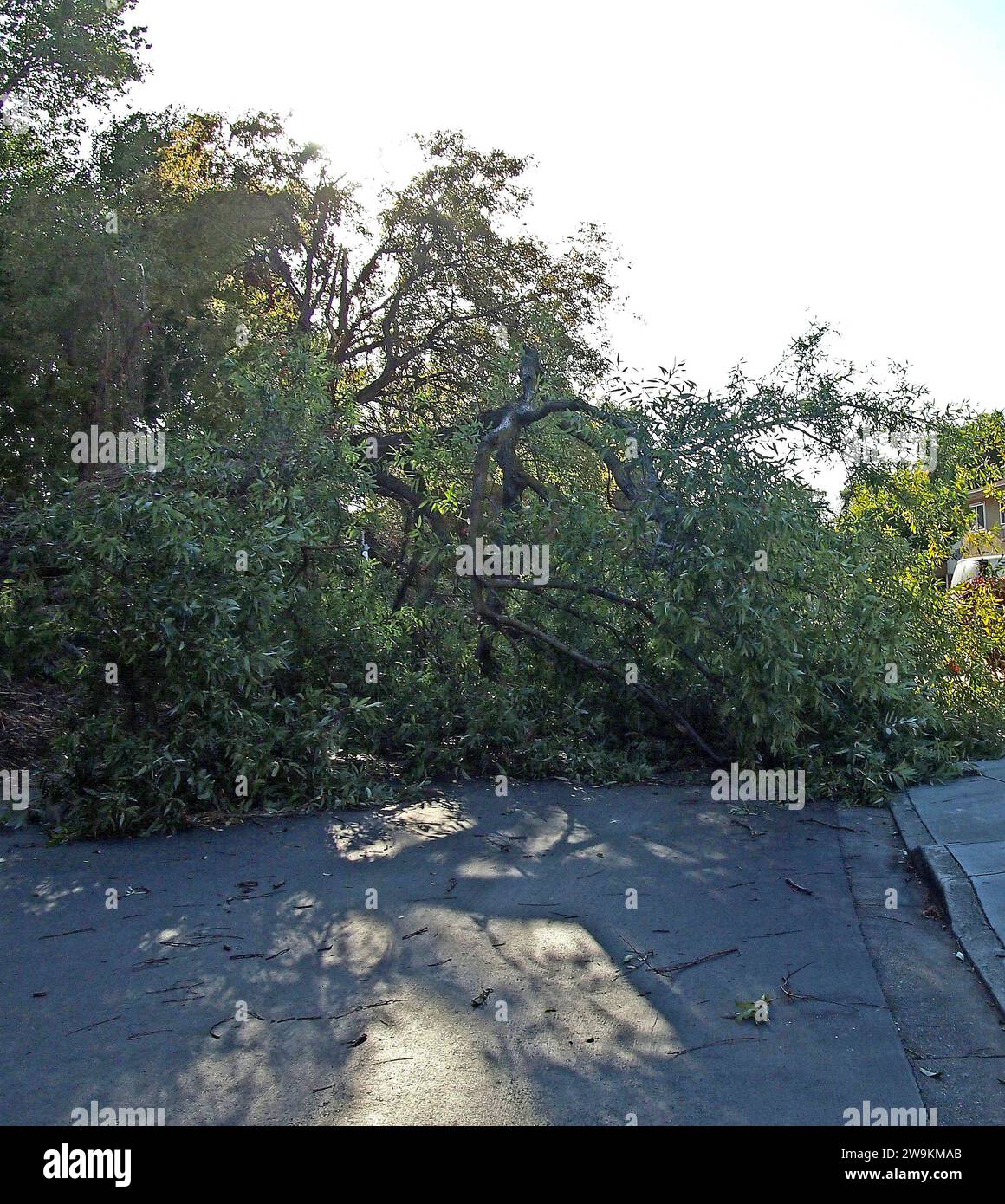 Un árbol caído bloquea una carretera después de una tormenta en Union City, California Foto de stock