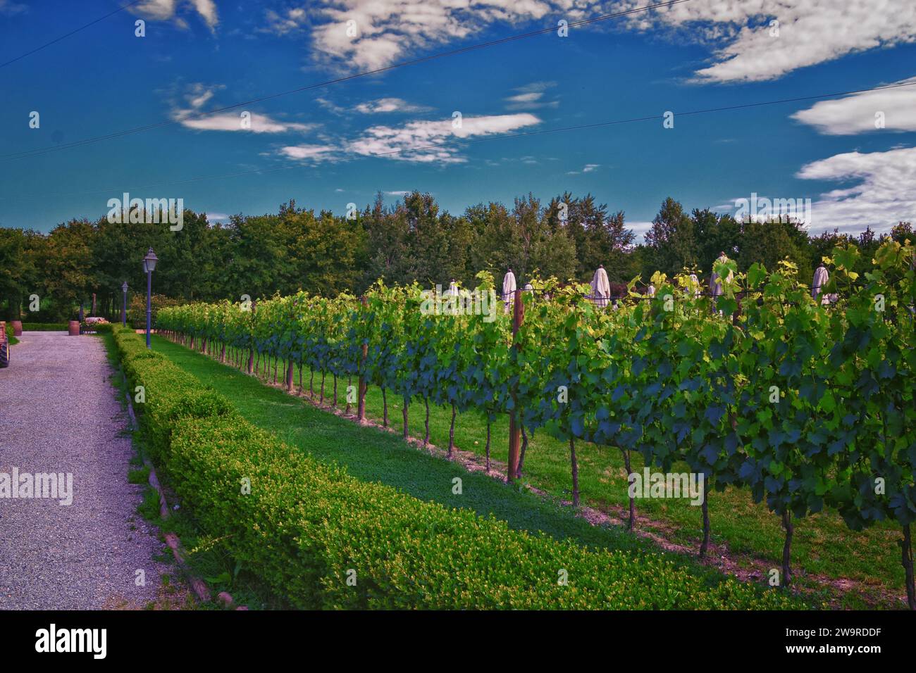Bodega de viñedos de Toscana finca típica en Italia, Europa. Foto de stock