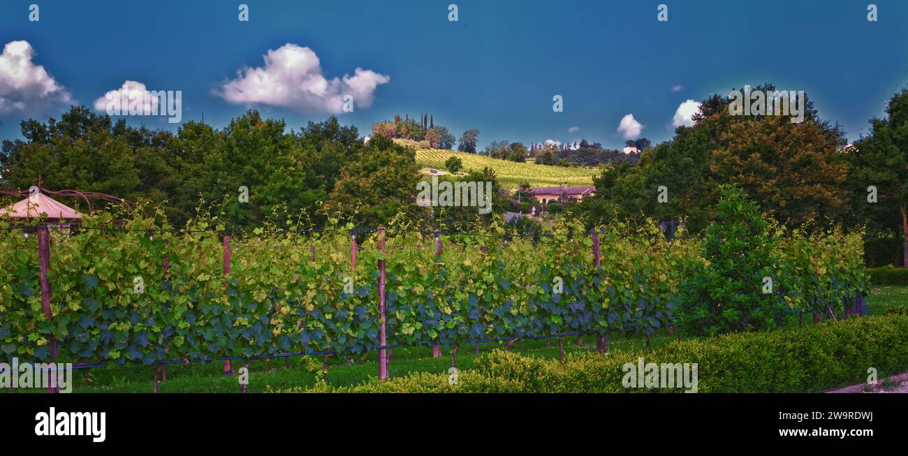 Bodega de viñedos de Toscana finca típica en Italia, Europa. Foto de stock