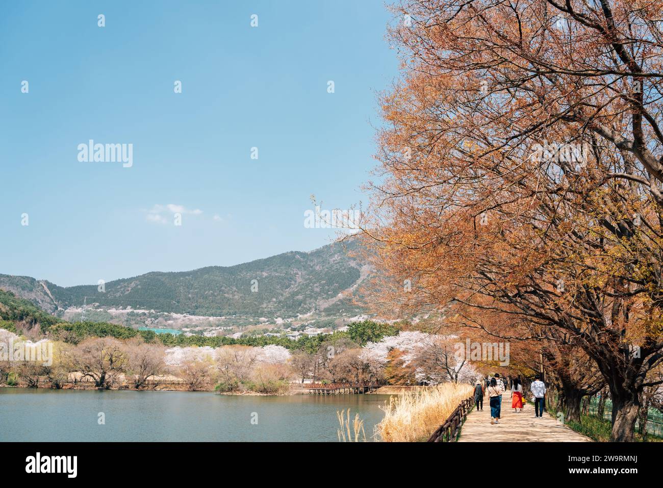 Jinhae NFRDI Medio Ambiente Eco Park primavera cerezo florece paisaje natural en el Festival Jinhae Gunhangje en Changwon, Corea Foto de stock