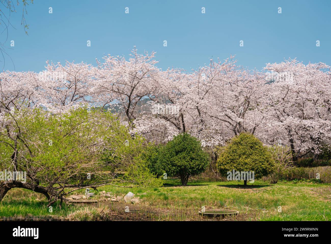 Jinhae NFRDI Medio Ambiente Eco Park primavera cerezo florece paisaje natural en el Festival Jinhae Gunhangje en Changwon, Corea Foto de stock