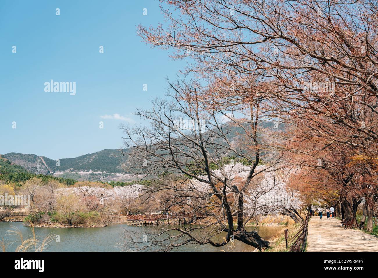 Jinhae NFRDI Medio Ambiente Eco Park primavera cerezo florece paisaje natural en el Festival Jinhae Gunhangje en Changwon, Corea Foto de stock