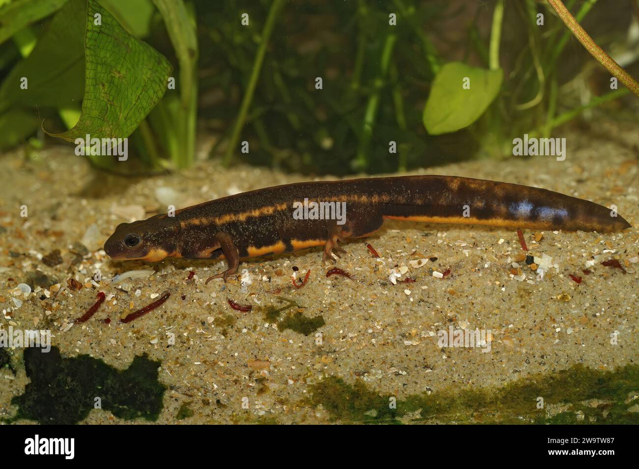 Un detallado primer plano de un macho japonés, subtropical, puso en peligro un tritón de cola de espada Riu-Kiu, Cynops ensicauda ensicauda Foto de stock