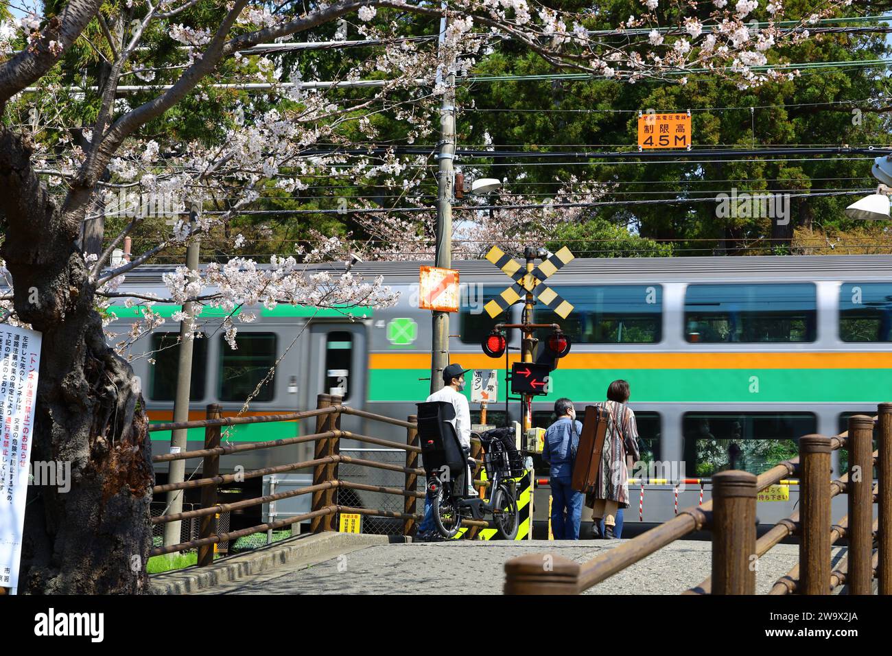 Vida cotidiana en Japón Una vista de la gente que espera un tren para pasar en un cruce de ferrocarril en Kita-Kamakura en primavera cuando los cerezos están floreciendo Foto de stock