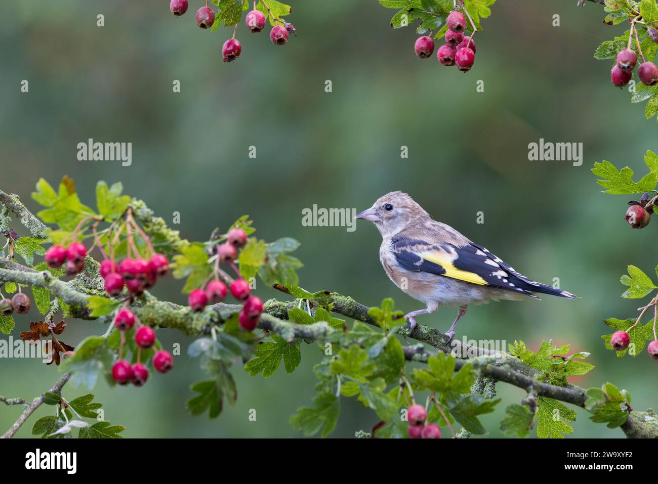 Jilguero europeo [ Carduelis carduelis ] Pájaro juvenil en rama de espino cubierto de bayas rojas Foto de stock