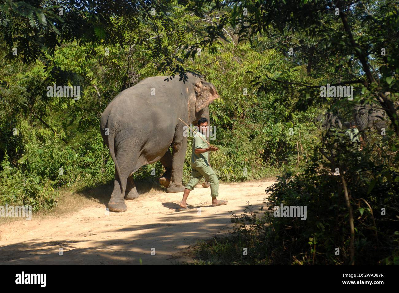 Bosque de elefantes Kulen, Santuario de elefantes, Krong, Siem Reap, Camboya. Foto de stock