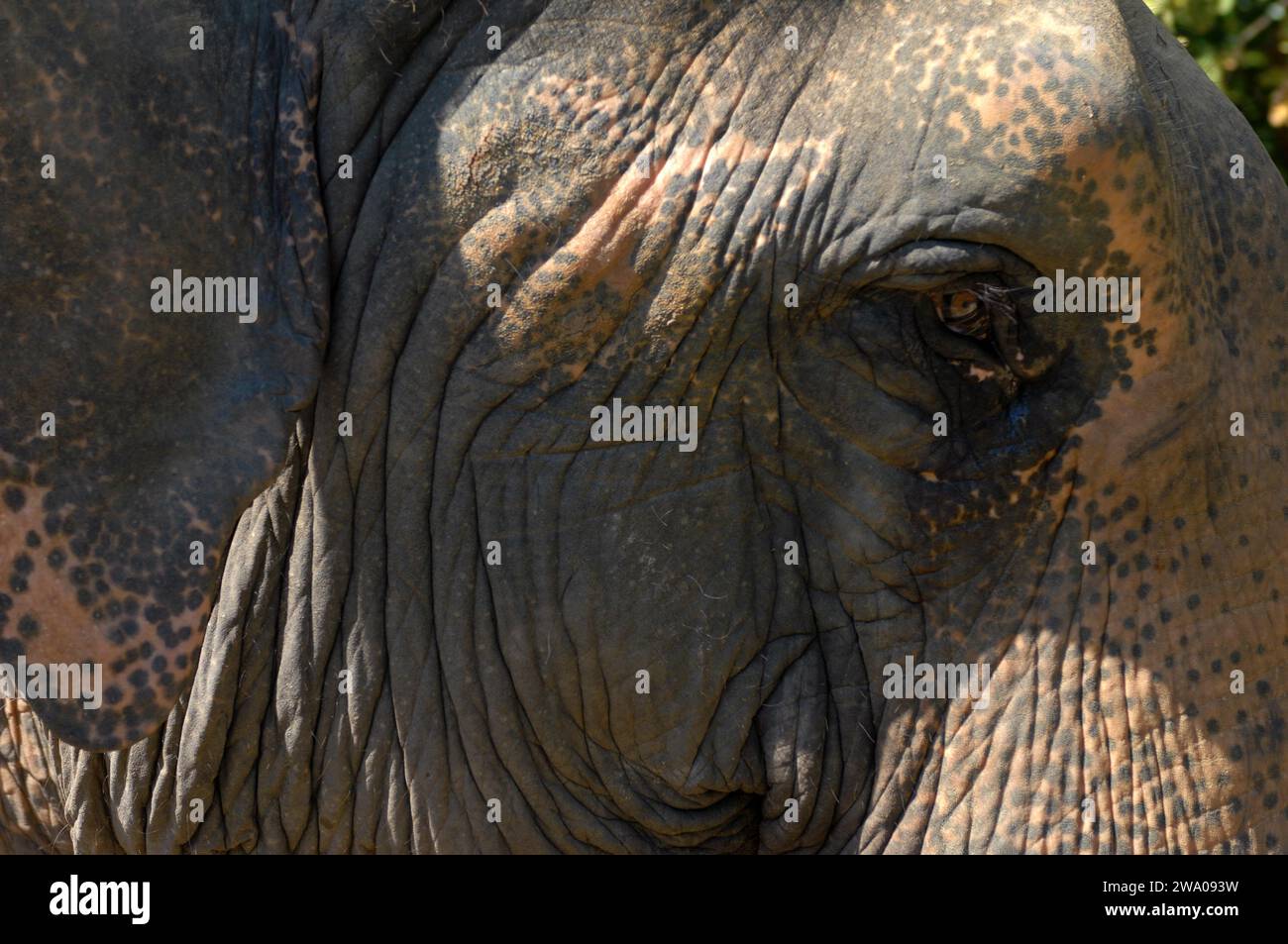 Primer plano de la cabeza de elefante, bosque de elefantes Kulen, santuario de elefantes, Krong, Siem Reap, Camboya. Foto de stock