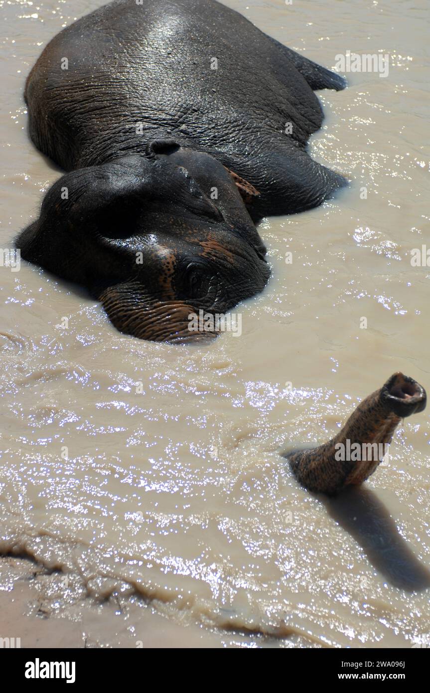 Elefante disfrutando chapoteando en un agujero de agua, Kulen Elephant Forest, Elephant Sanctuary, Krong, Siem Reap, Camboya. Foto de stock