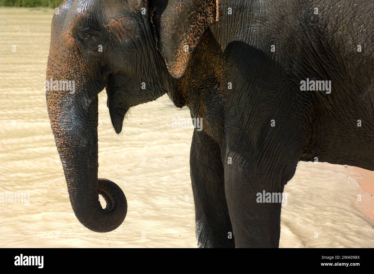 Elefante disfrutando chapoteando en un agujero de agua, Kulen Elephant Forest, Elephant Sanctuary, Krong, Siem Reap, Camboya. Foto de stock