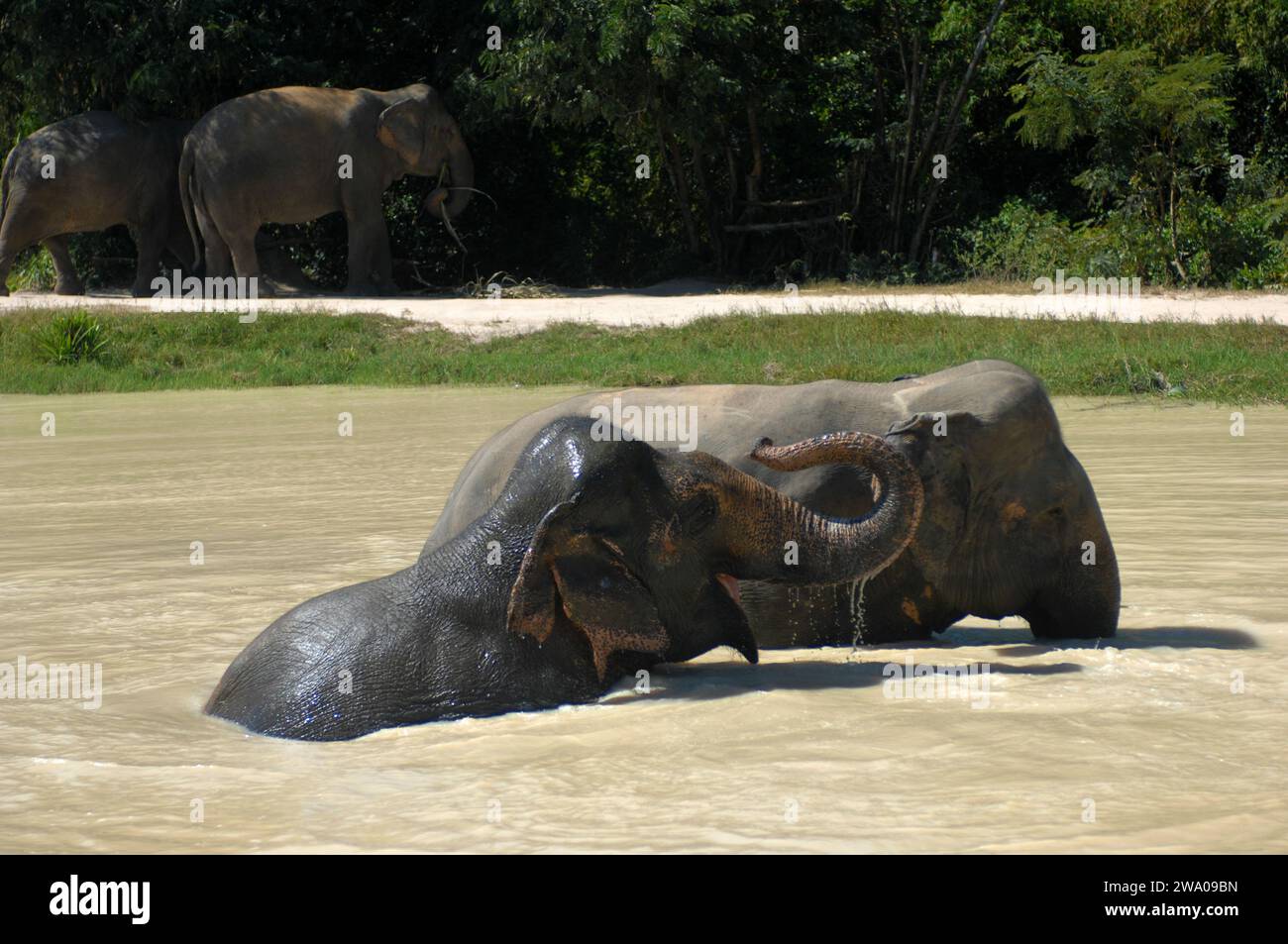 Bosque de elefantes Kulen, Santuario de elefantes, Krong, Siem Reap, Camboya. Foto de stock