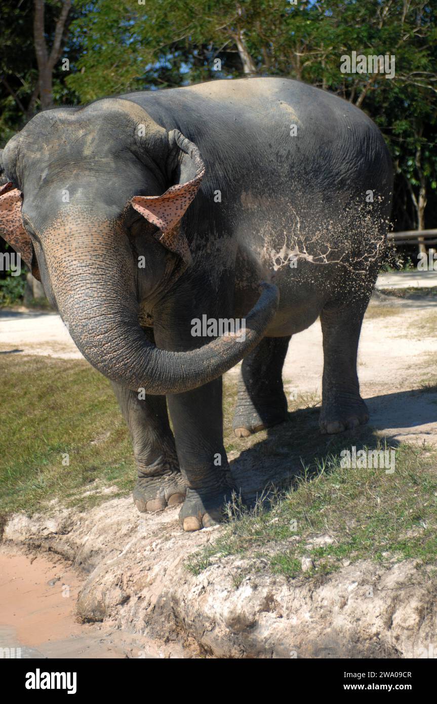 Elefante, bosque de elefantes Kulen, santuario de elefantes, Krong, Siem Reap, Camboya. Foto de stock