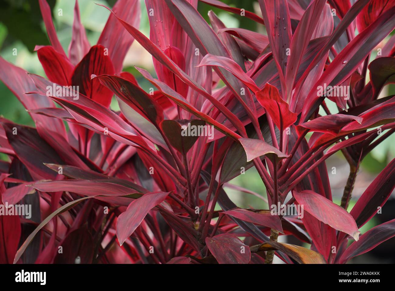 Cordyline fruticosa comúnmente llamado ti planta, lirio de palma, palma de repollo, planta de buena suerte, Convallaria fruticosa L., espárragos terminalis L y andong Foto de stock