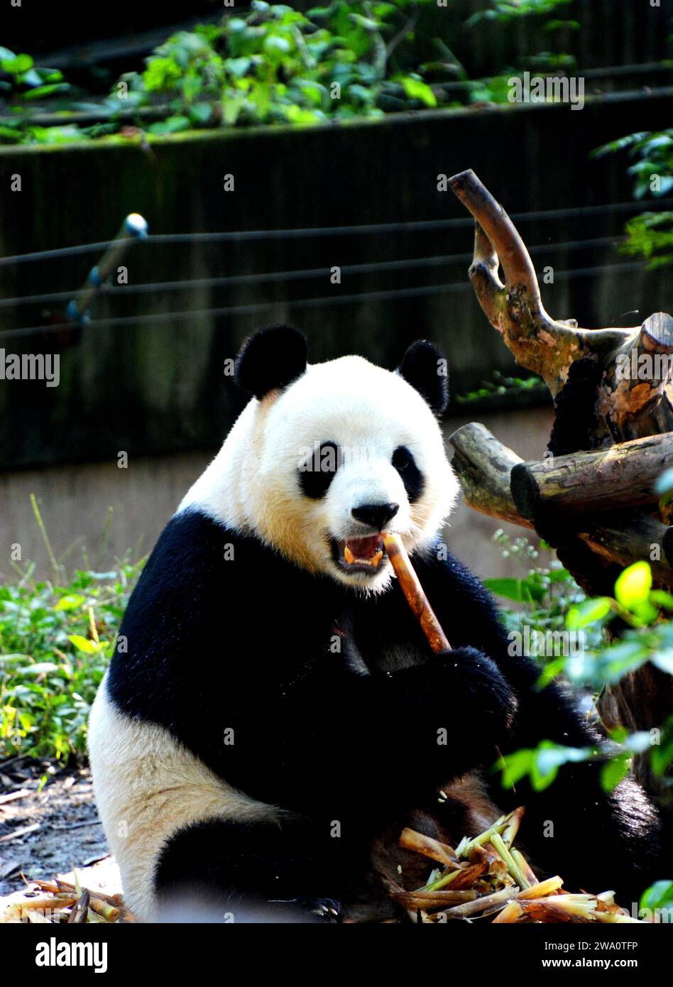 Un panda gigante masticando un palo de bambú en el instituto de investigación Chengdu. Foto de stock