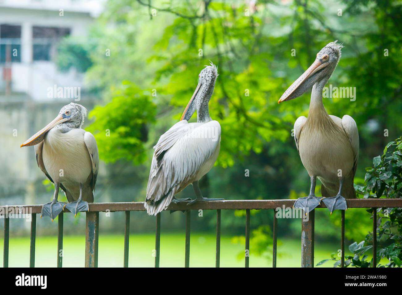 Tres de los pelícanos blancos en el parque de aves Dehiwala en el