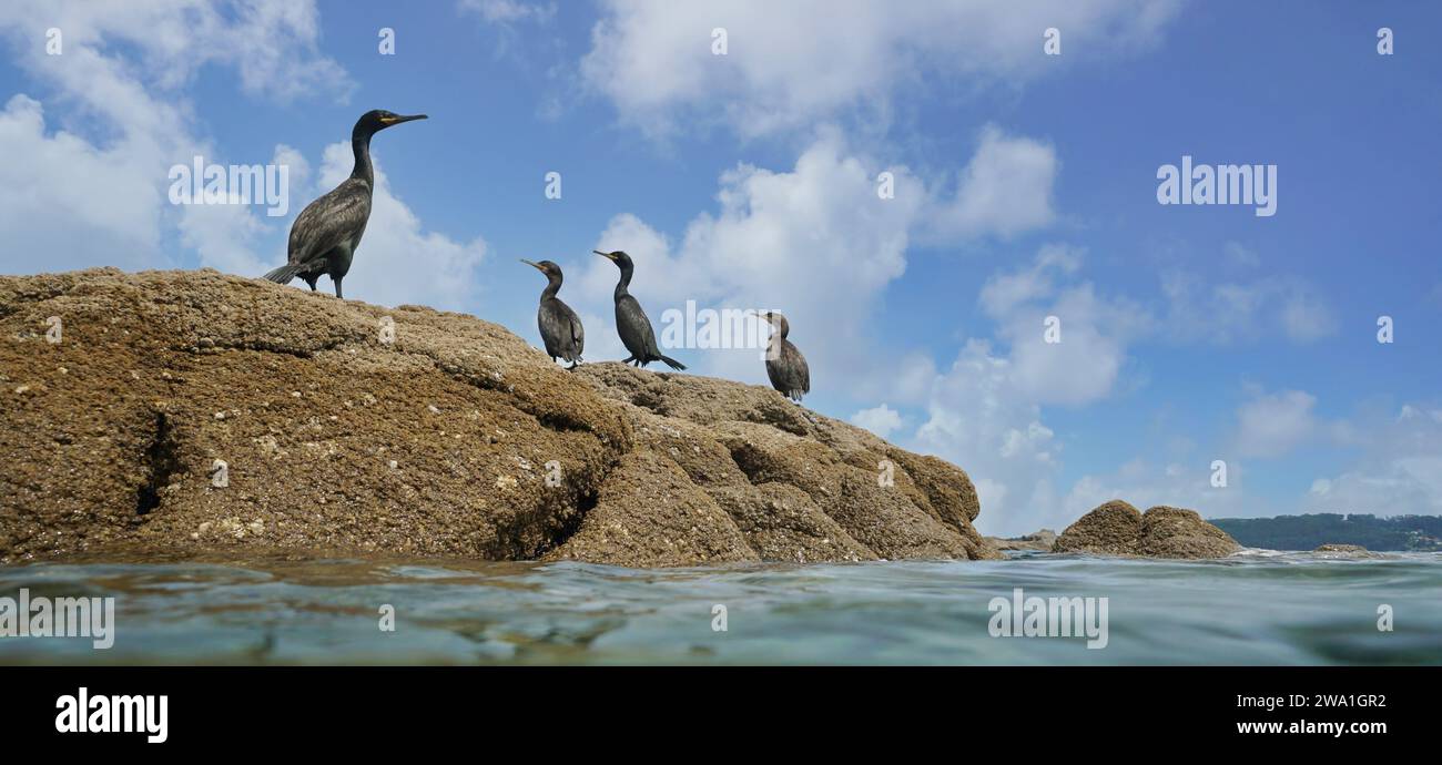 Aves cormoranes en una roca vista desde la superficie del agua, océano Atlántico, escena natural, España, Galicia, rias Baixas Foto de stock