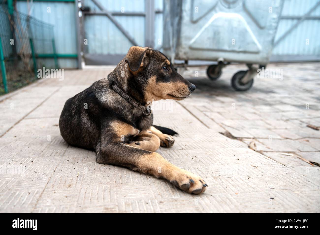 Perro en espera de adopción en refugio de animales. Perro sin hogar en el refugio. Concepto de animales callejeros. Foto de stock