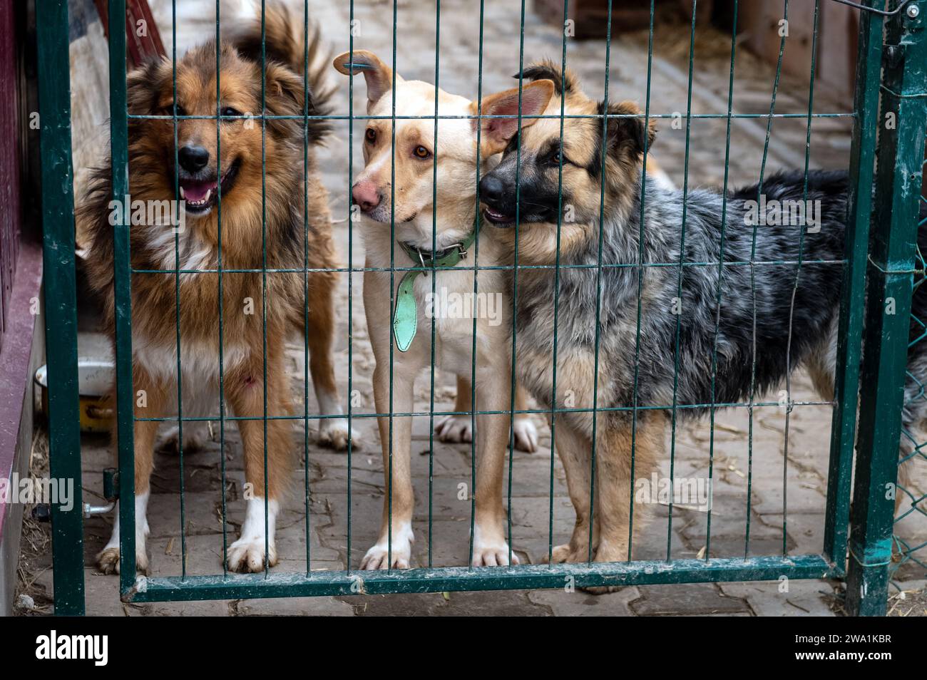 Perros en espera de adopción en refugio de animales. Perros sin hogar en el refugio. Concepto de animales callejeros. Foto de stock