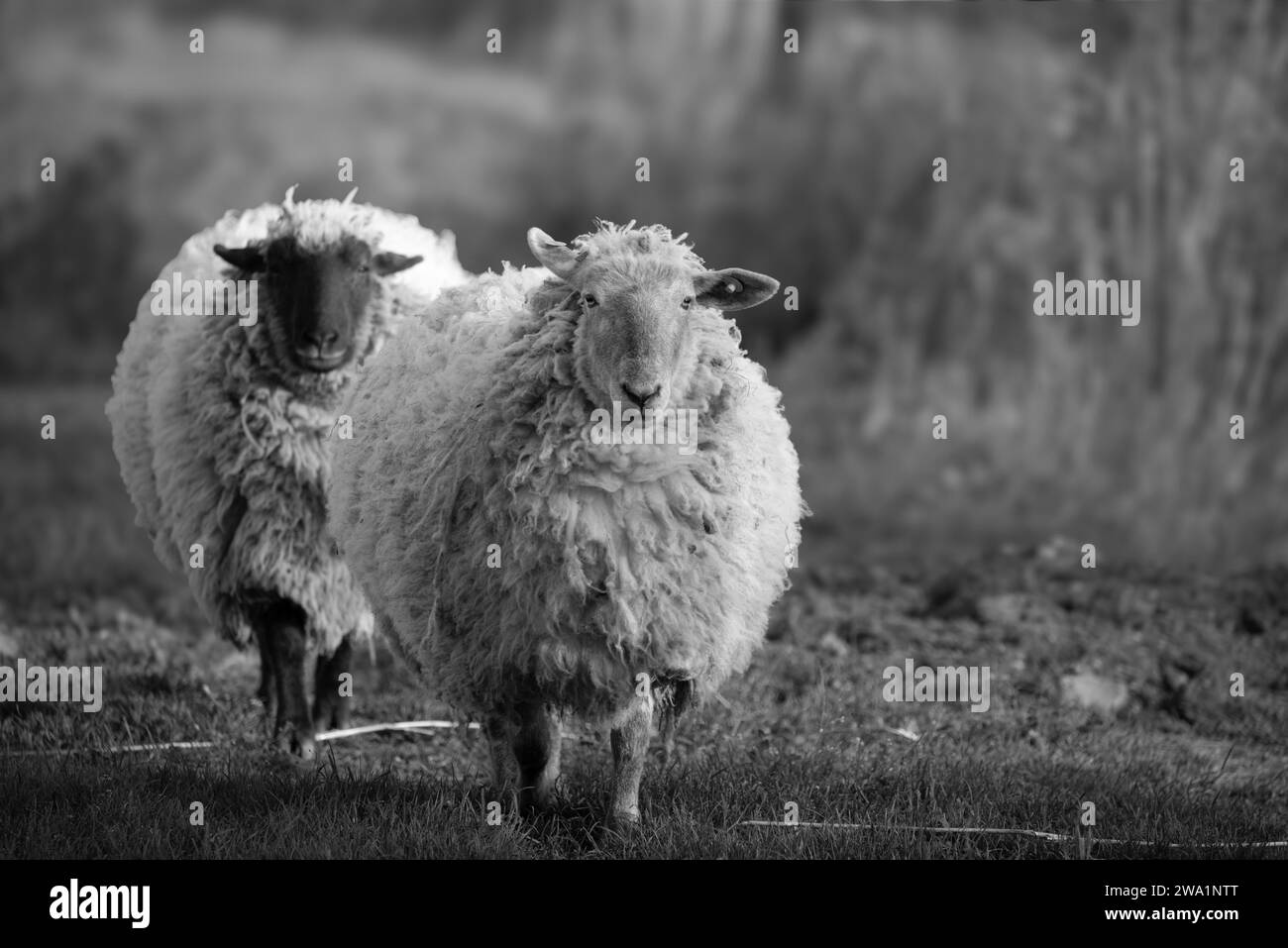 Retrato en blanco y negro de una oveja doméstica pastando en un prado Foto de stock