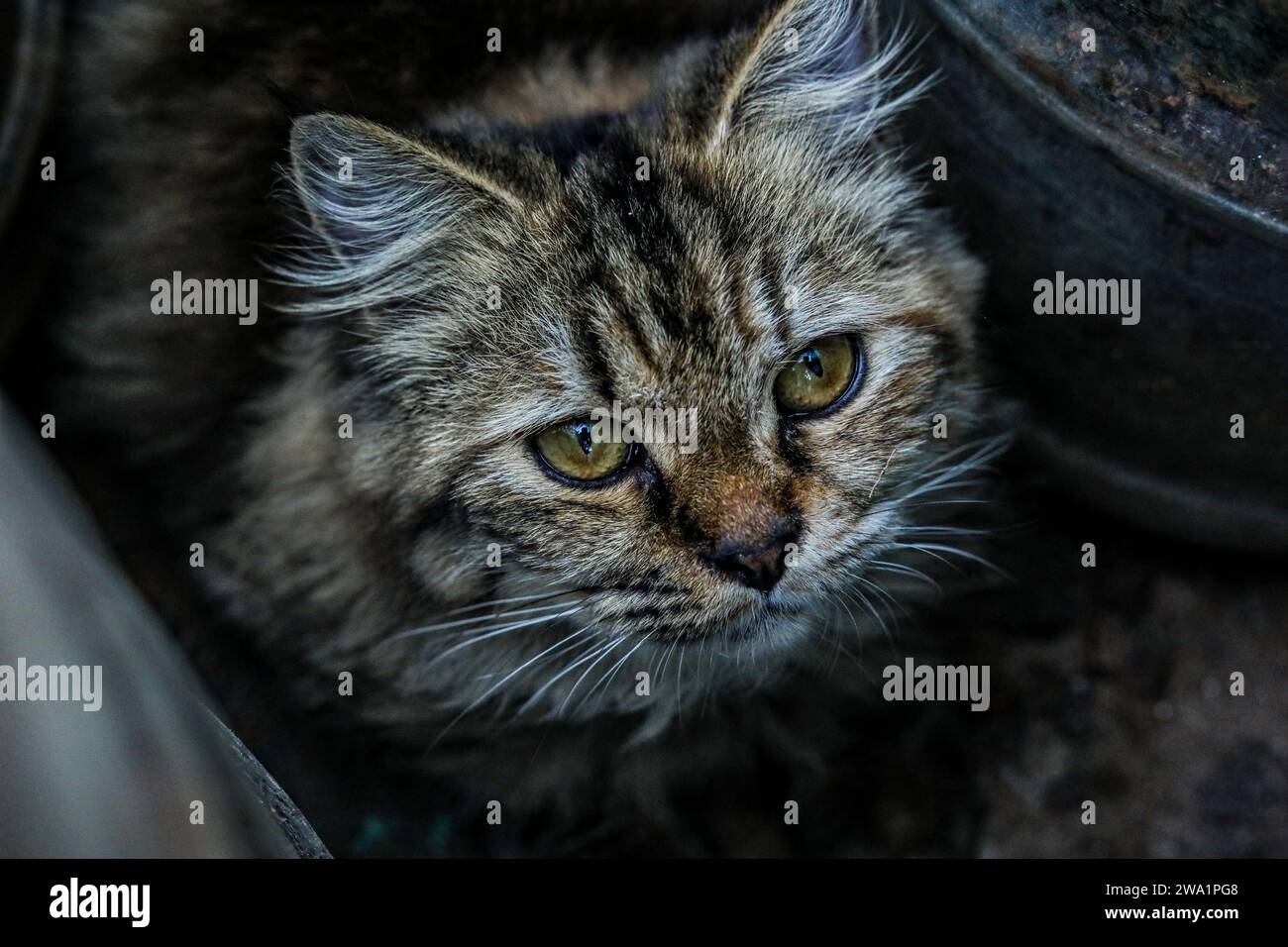 El gato: Comúnmente conocido como el gato doméstico o gato doméstico, es la única especie domesticada en la familia. Foto de stock