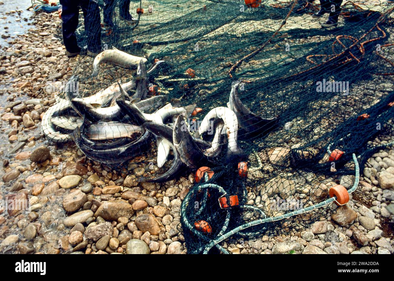 Redes de salmón River Spey Scotland durante la década de 1990 peces recién desembarcados luchando en la red Foto de stock