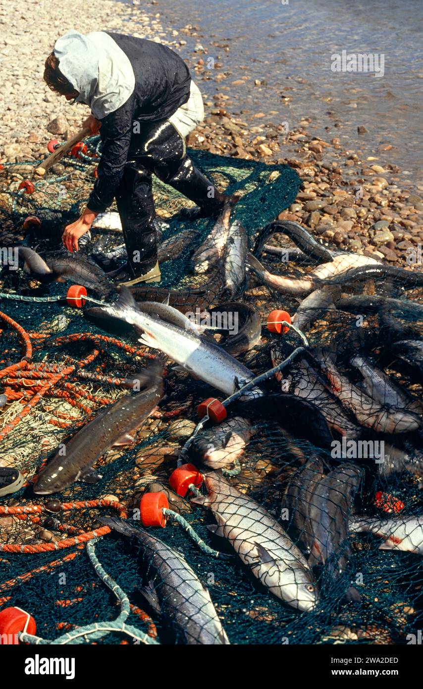 Redes de salmón River Spey Scotland durante la década de 1990 matando a los muchos peces en la red Foto de stock
