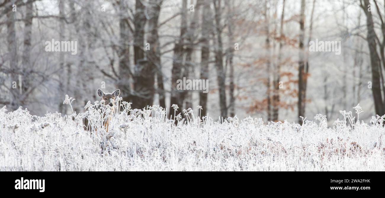 Zorra de cola blanca asomándose entre los tallos helados de la vara de oro en el norte de Wisconsin. Foto de stock