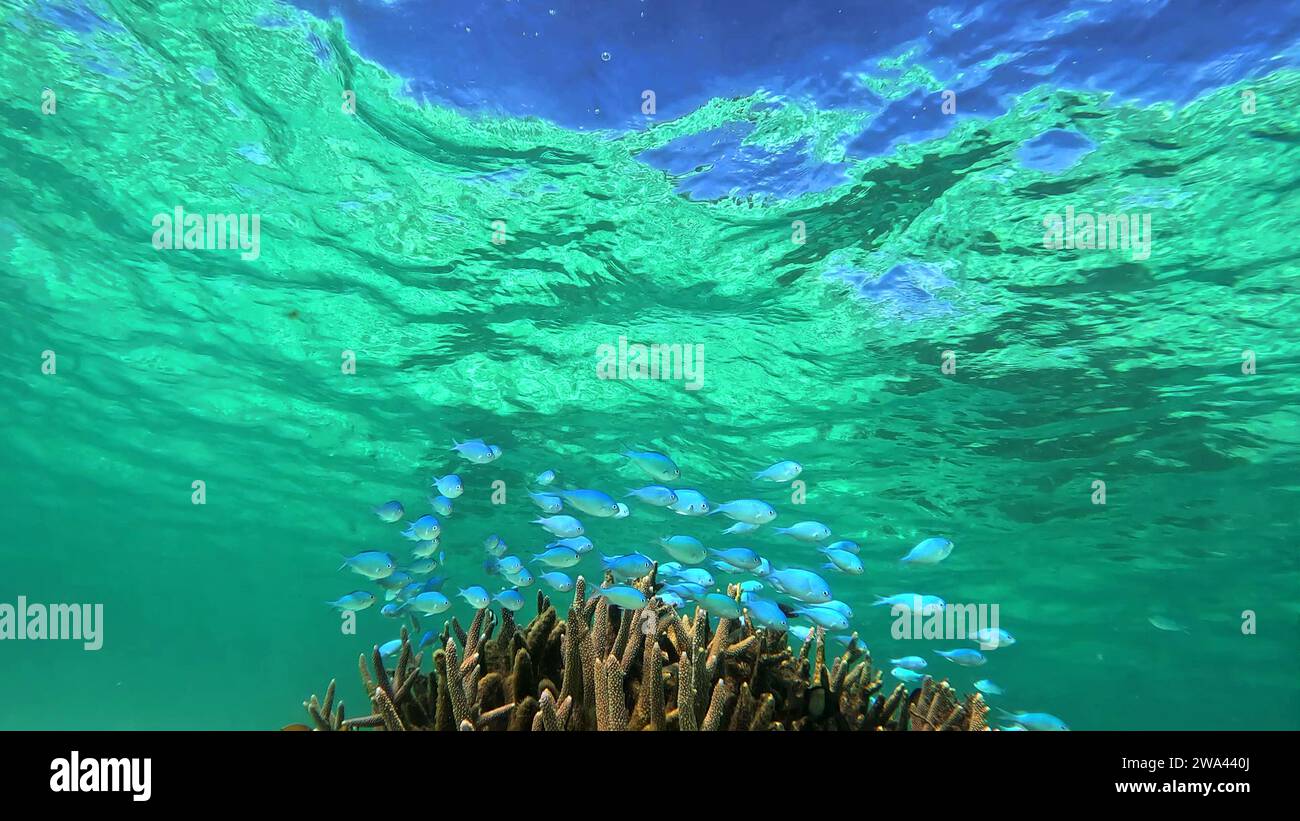 Escuela de peces Chromis azules en la colonia de coral de Acropora, Parque Marino del Arrecife de Ningaloo, Australia Occidental Foto de stock